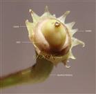  Calyx, Ovary and Disc